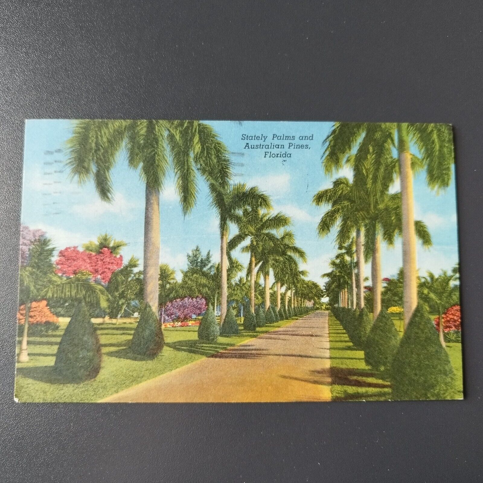 Florida Stately Palms and Australian Palms 1963