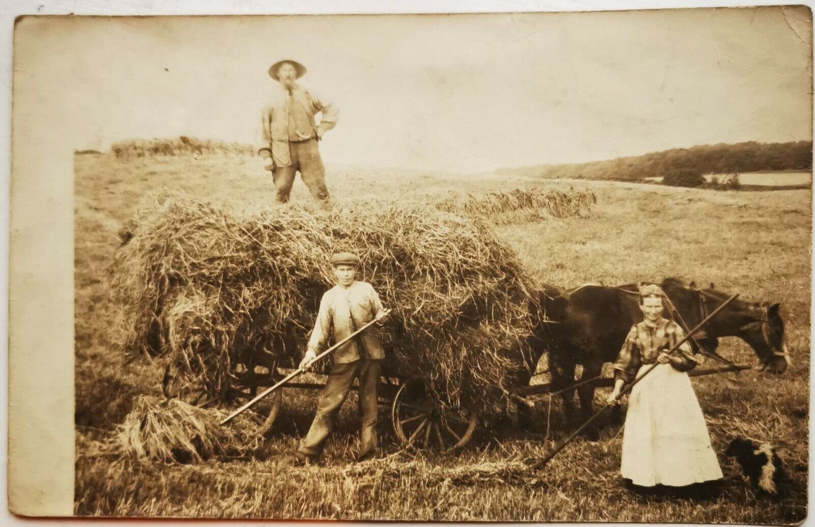 Photo postcard: Husband wife son and dog harvest the hay in the field pok1297