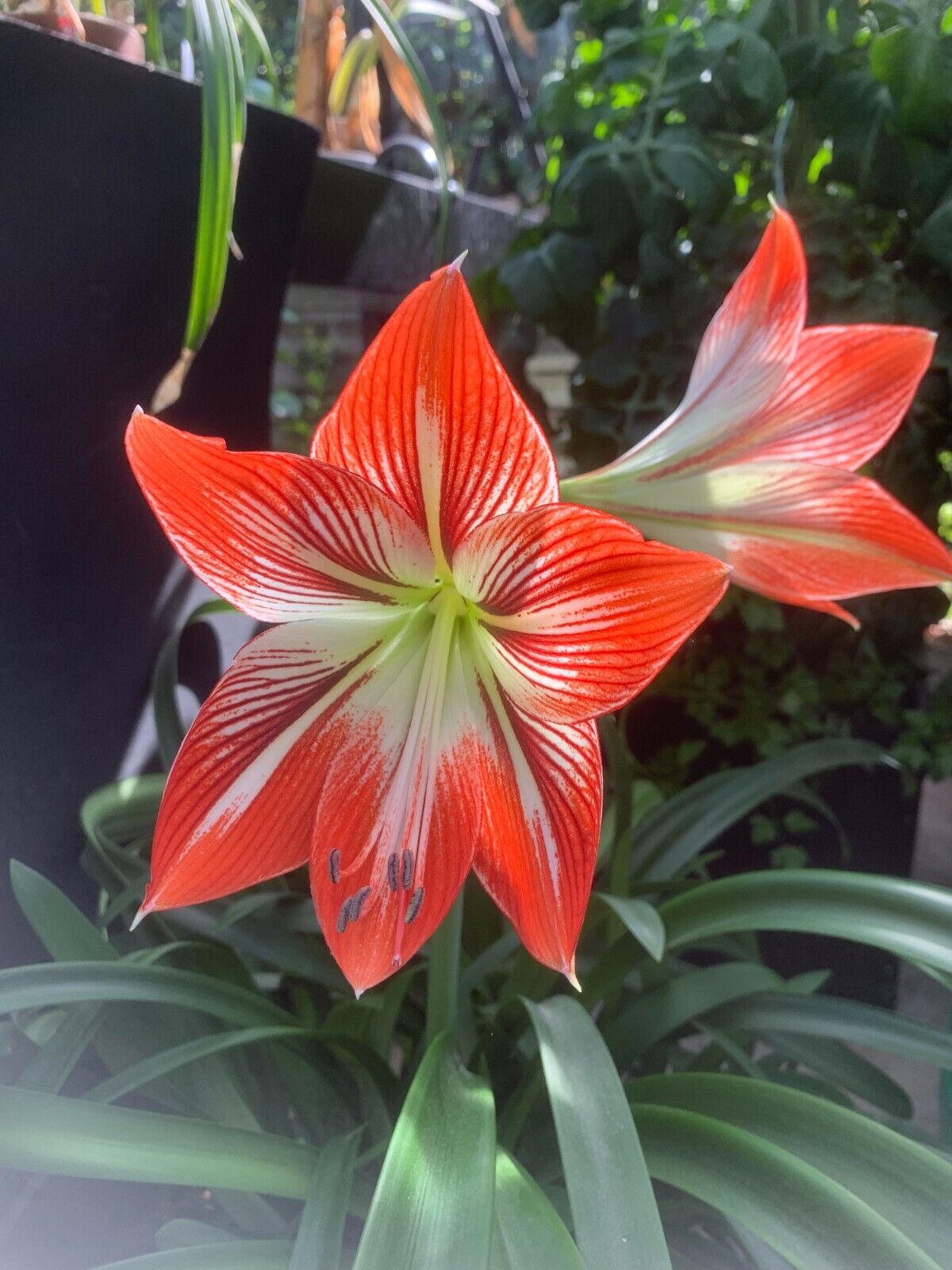 Hippeastrum verdianum - rare species! Near FS 47 cm + multiple offsets