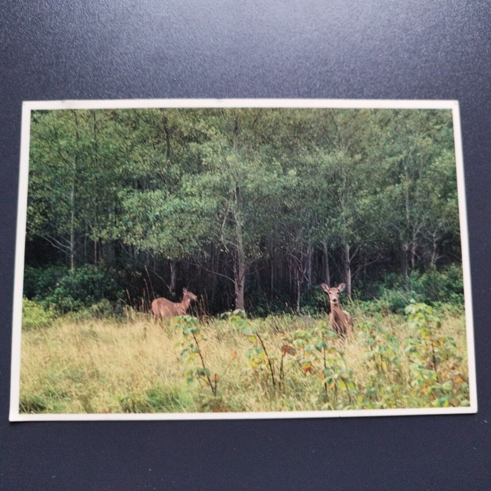 White Tailed Deer In Maine Photo by Ed ElvidgeCoastal Photo Scenics