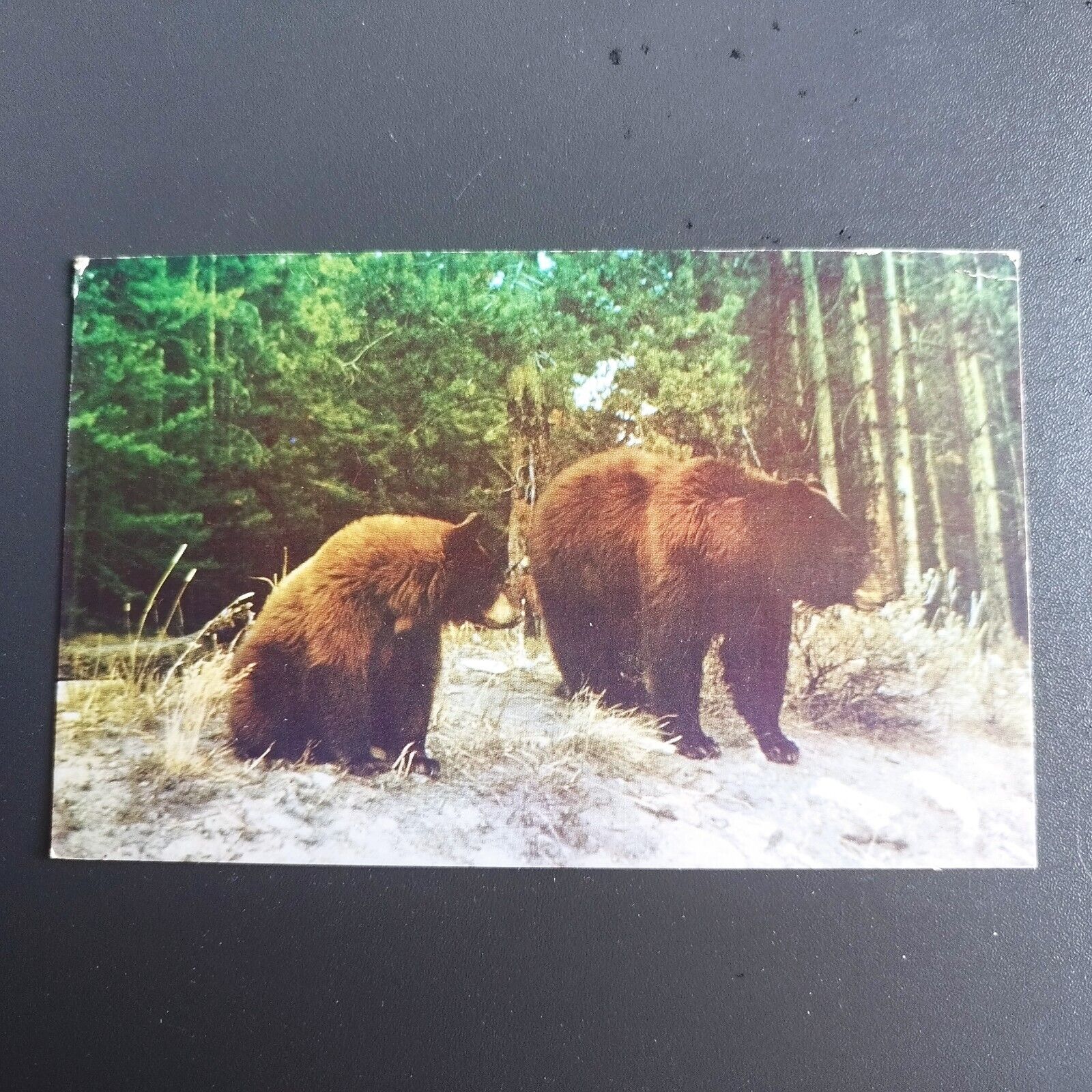 Wyoming Two  black bears in Yellowstone National Park - 1960