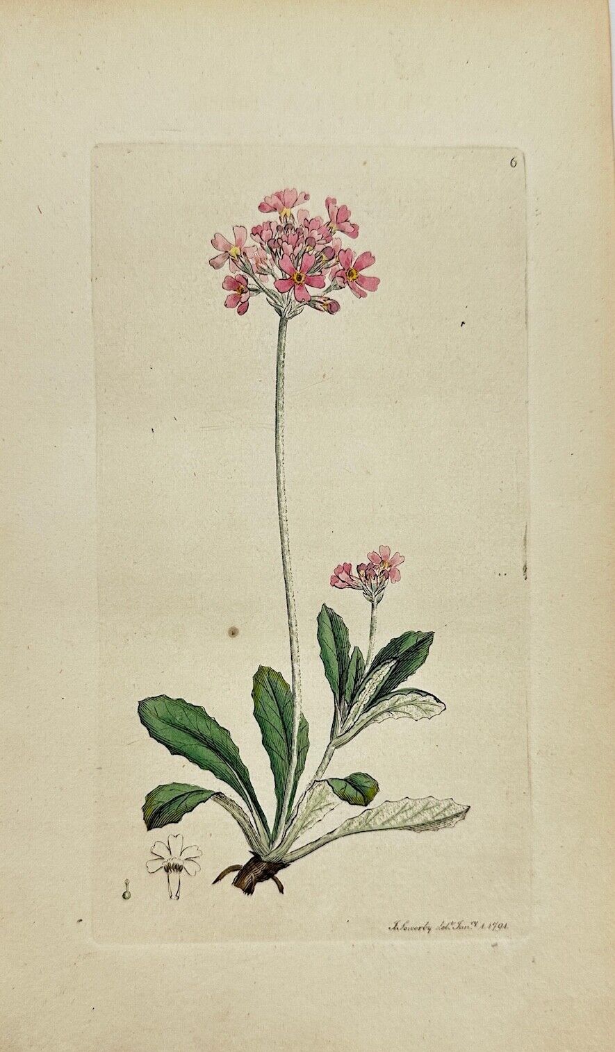 Antique Print - James Sowerby - Primula Farinosa - Bird's-eye Primrose - F1