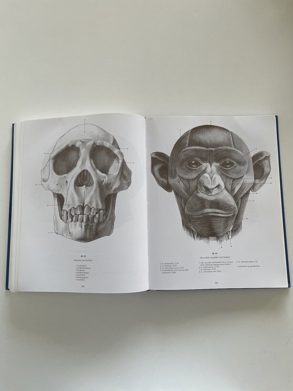 Anatomisk Tegnelære By Andras Szunyoghy And Gyorgy Feher Published By Könemann