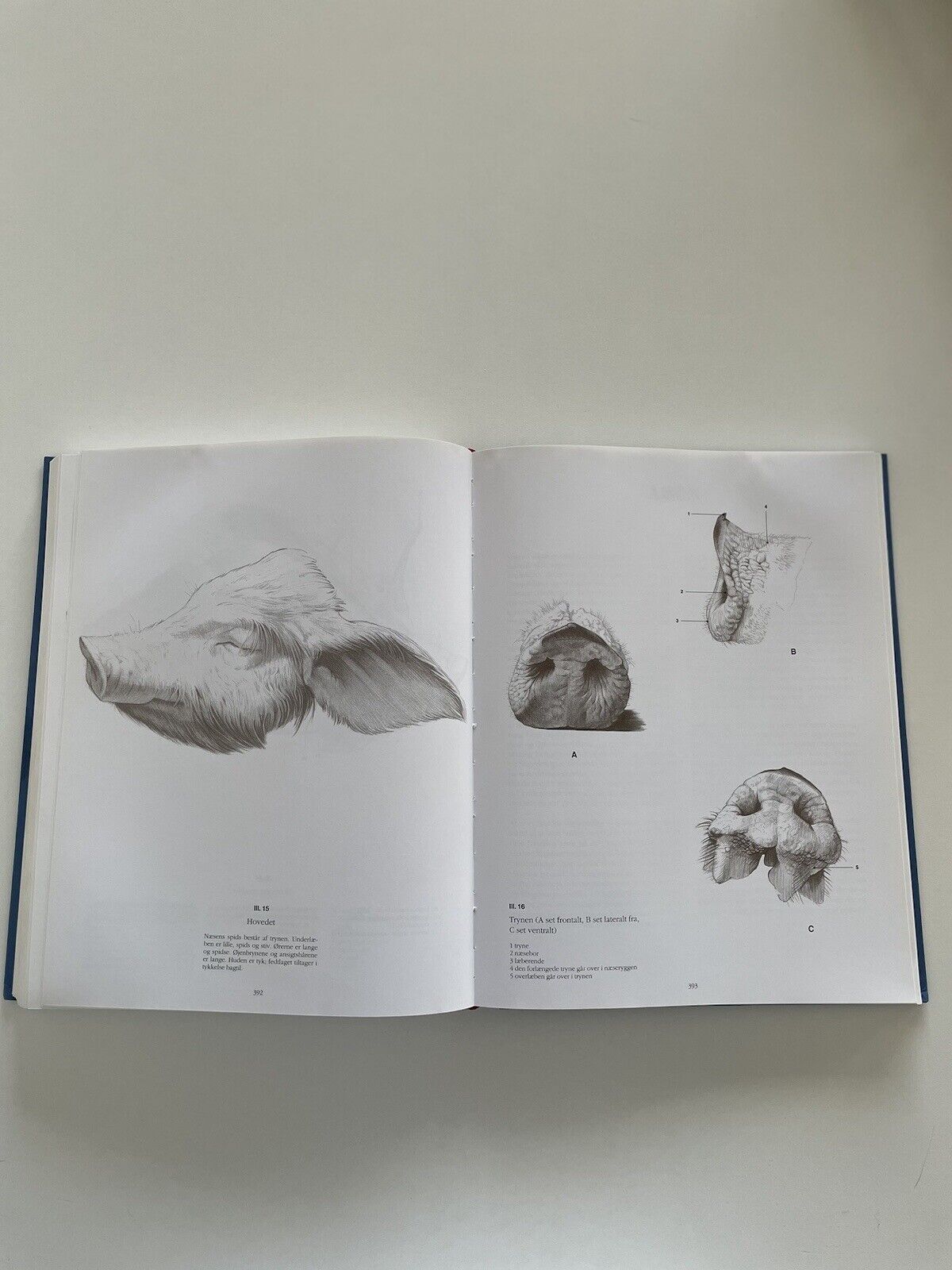 Anatomisk Tegnelære By Andras Szunyoghy And Gyorgy Feher Published By Könemann