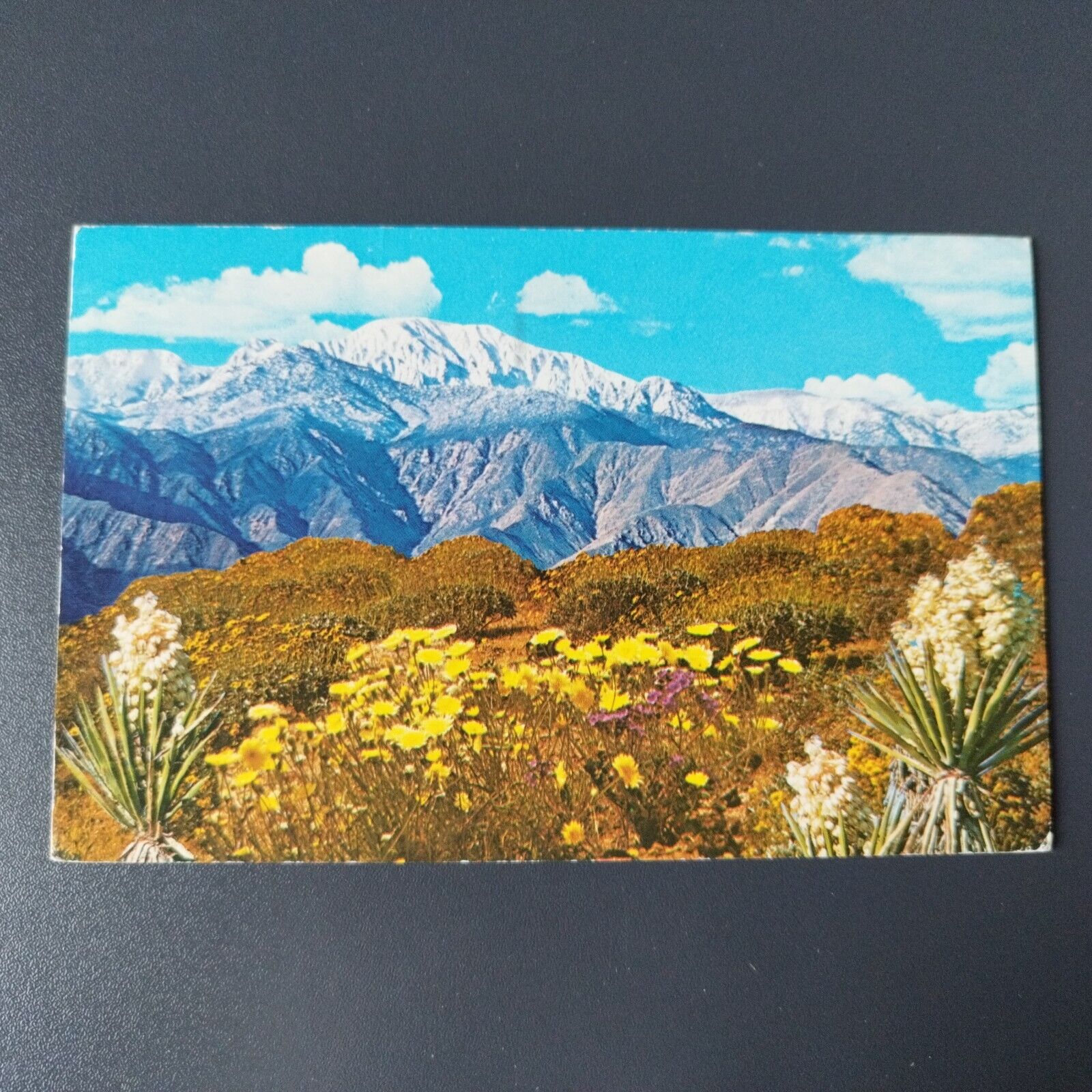 CA Springtime In The Desert Spanish BayonetEnceliaJoshua Tree and Dandelions