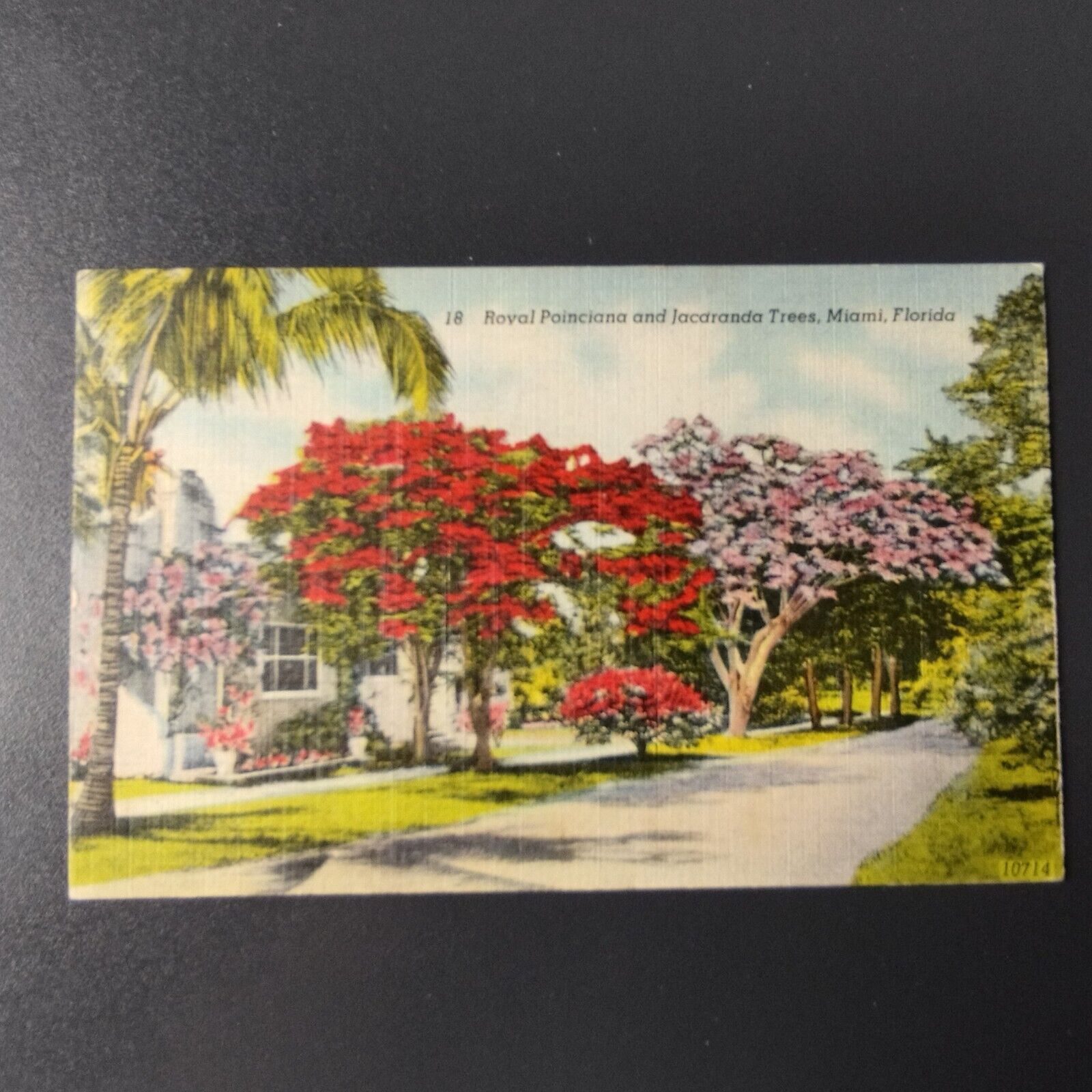 FloridaRoyal Poinciana and Jacaranda TreesMiami Posted in 1947