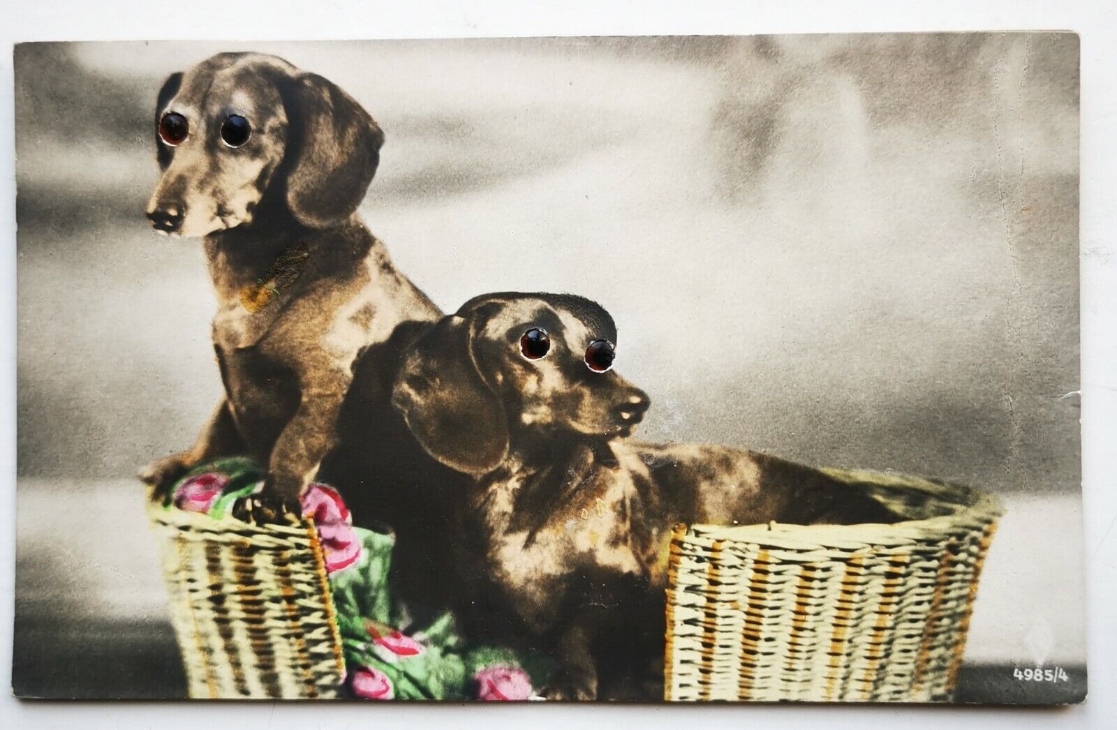 Photo postcard: Basket with two dachshunds with glass eyes from c 1920 pok1445