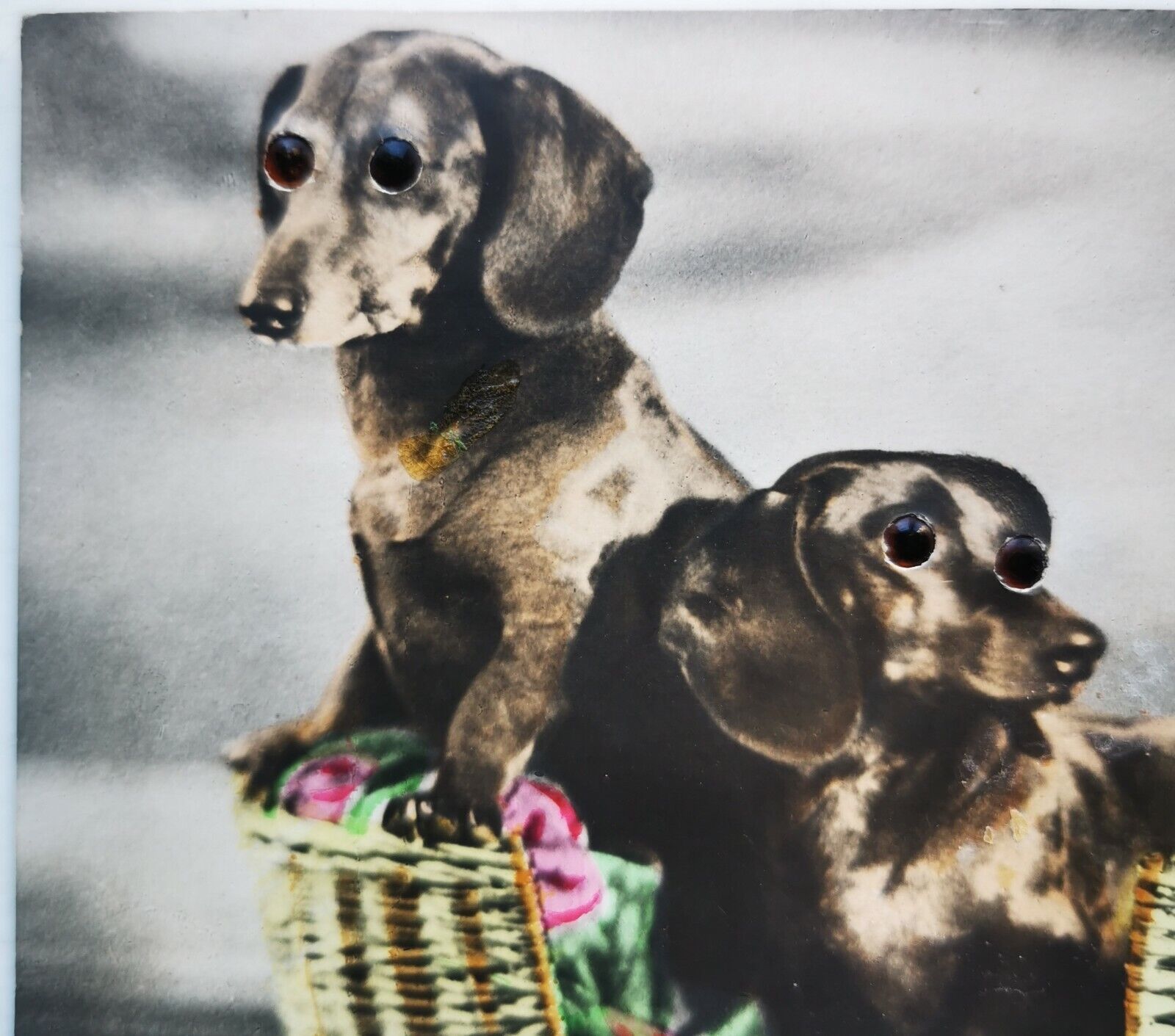 Photo postcard: Basket with two dachshunds with glass eyes from c 1920 pok1445