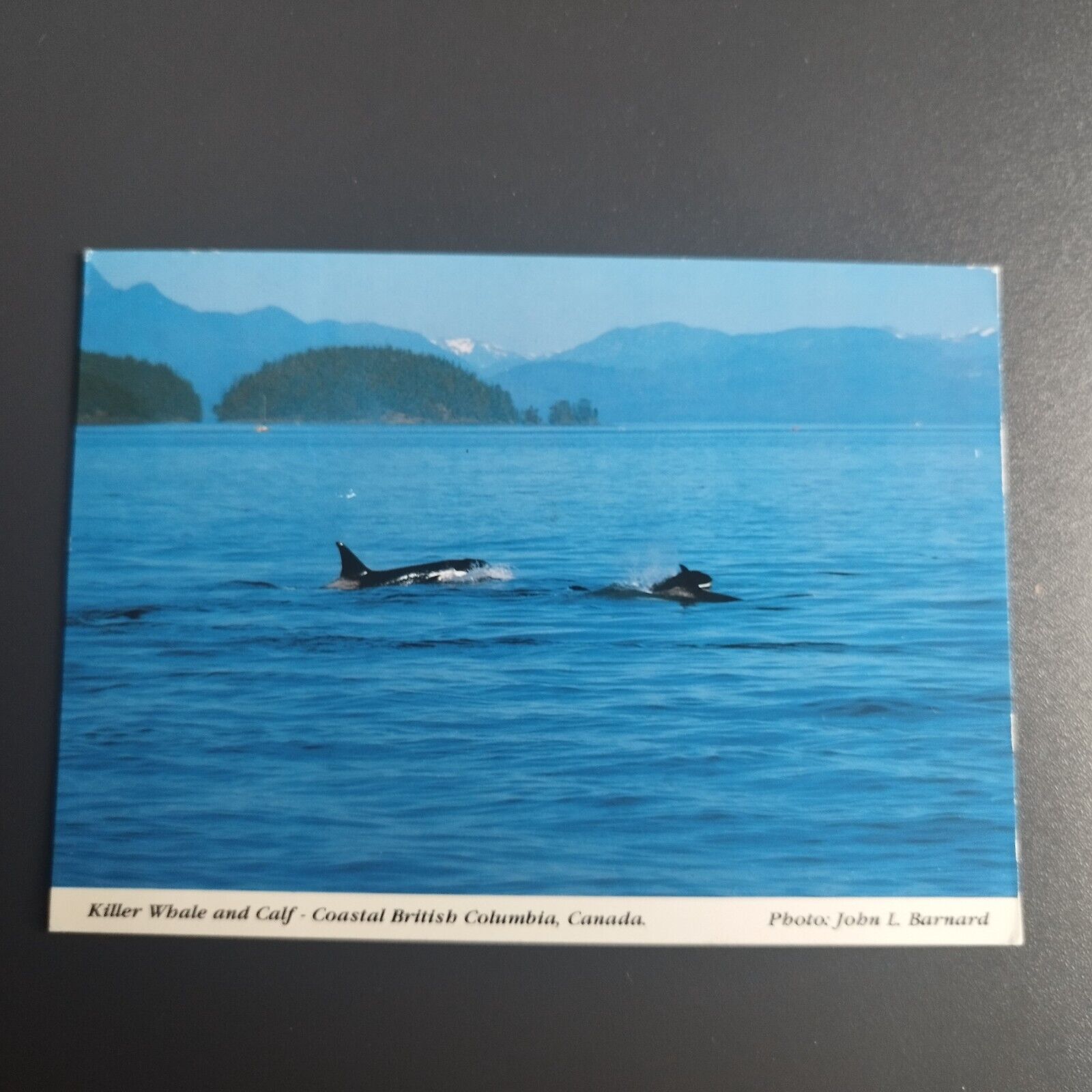 Canada Killer Whale and Calf - Coastal British Columbia