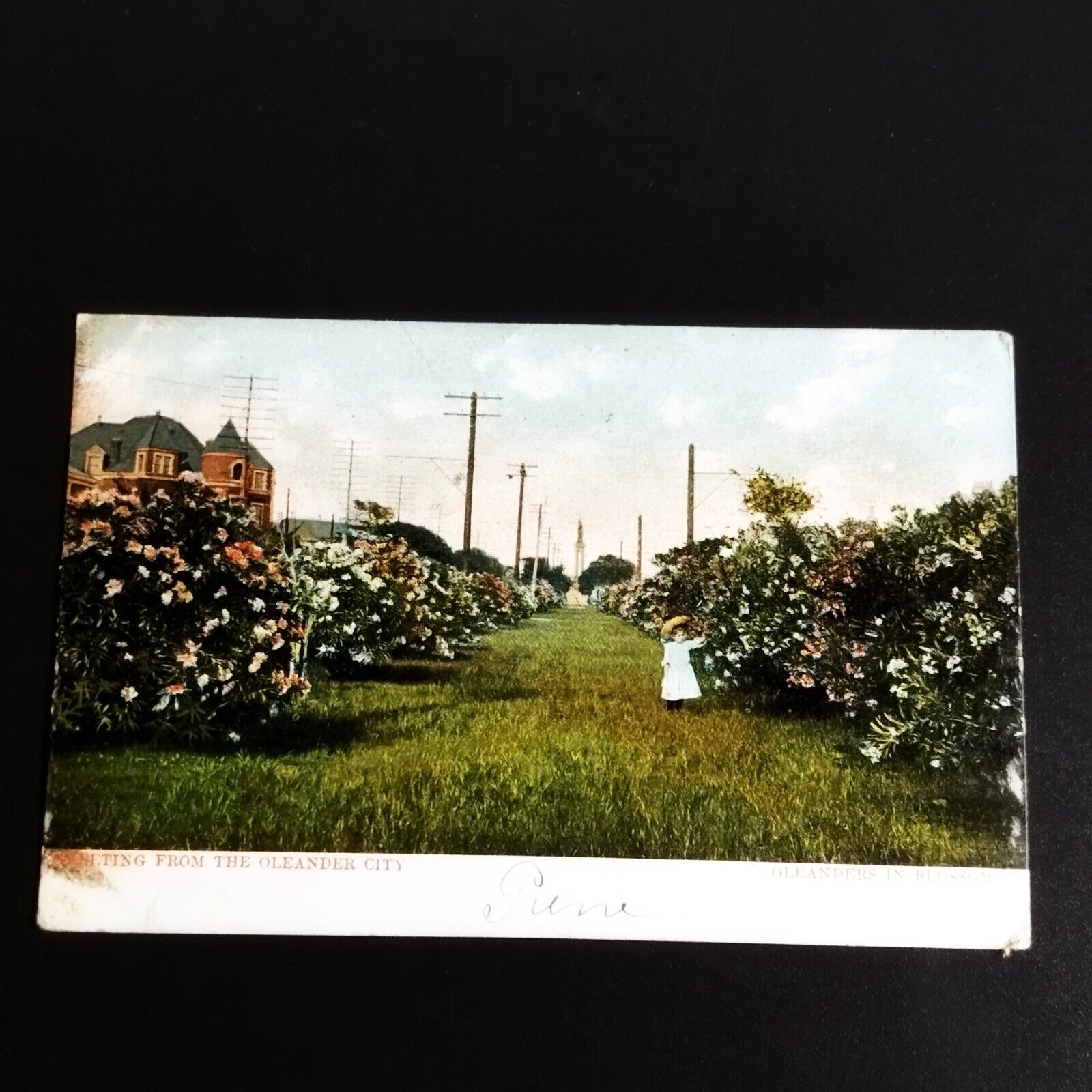 Vintage postcard "Greetings from Oleander City " -?- Posted 1907