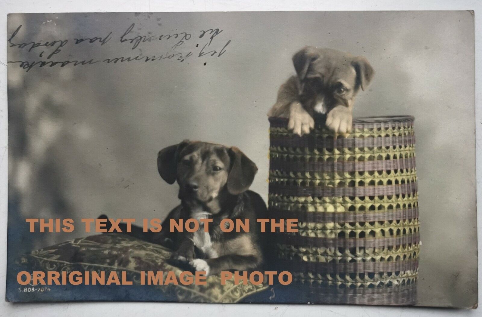 Coloured photo postcard: Cute dachshund with wonderful puppy dog 1912  Pok1207