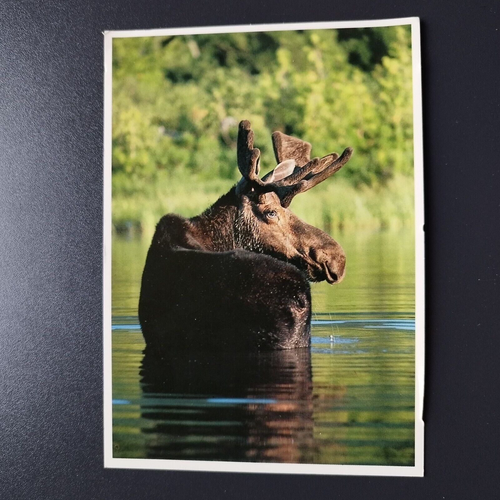 Maine  Moose photo by Alan Hutchinson -810- Coastal Photo Scenics