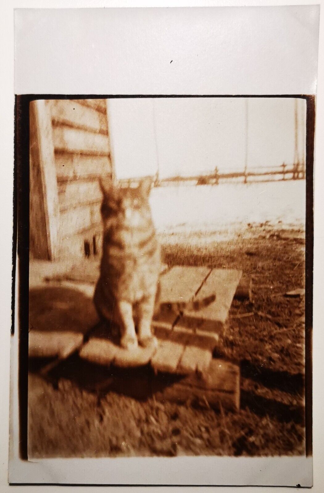 Old photo postcard:  Blurry portrait of cat on door step near the harbor pok774