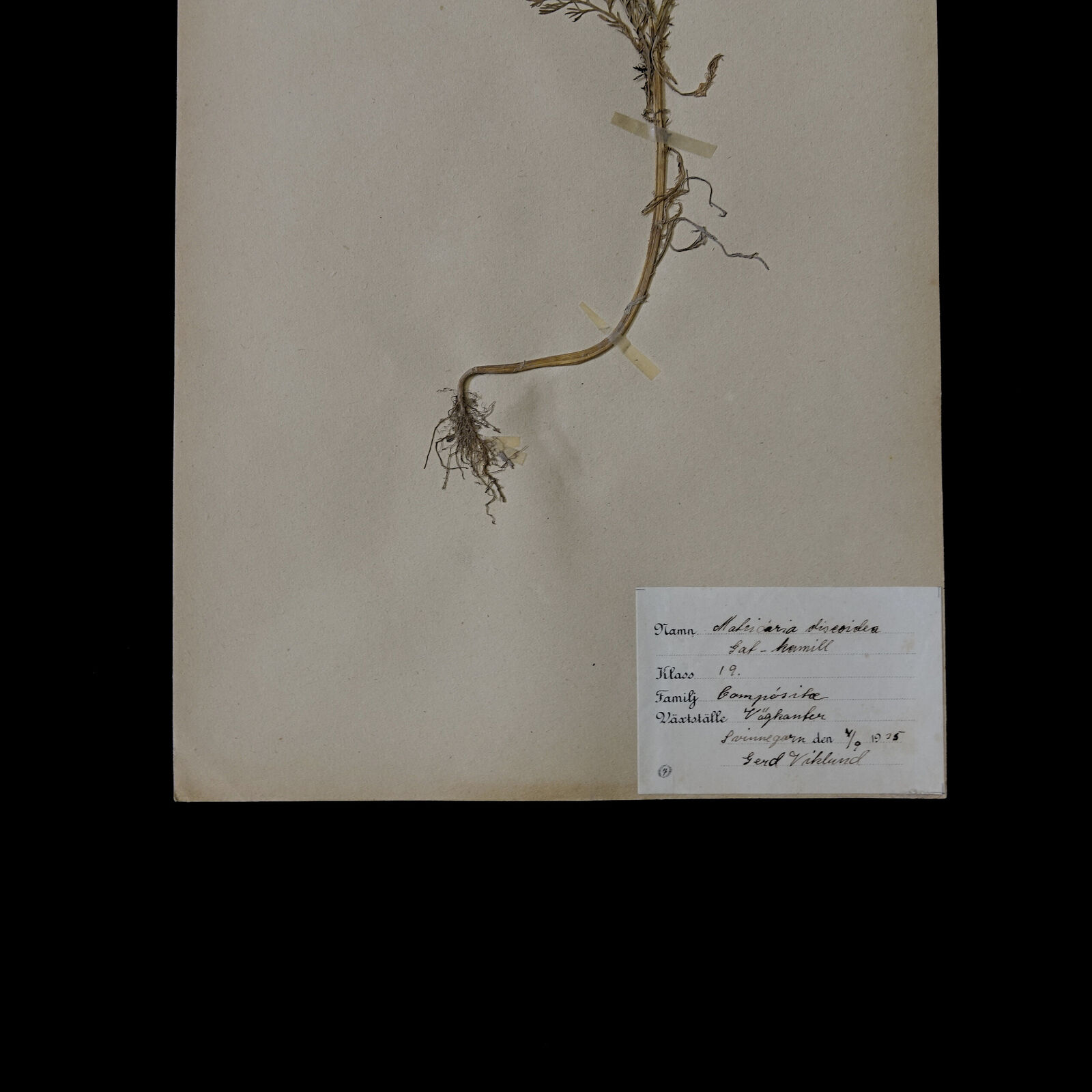 Antique Herbarium Different floral species picked in Sweden 1890-1950s