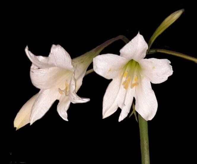 Hippeastrum escoipense - Very rare Bolivian species 17 cm