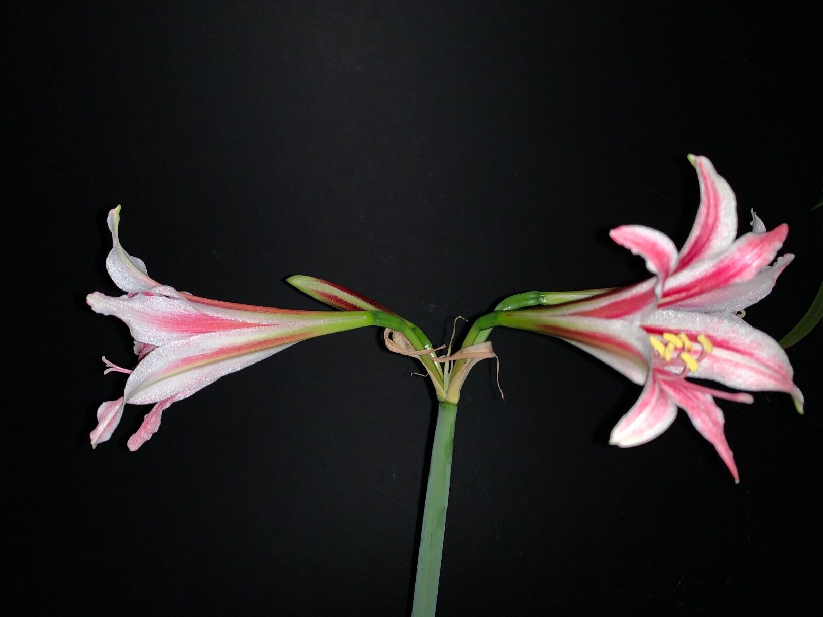 Hippeastrum breviflorum pink form - FS bulb 5 cm