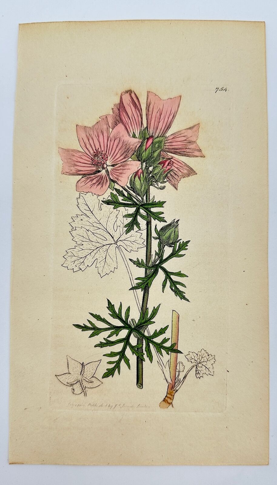 Antique Botanical Print - James Sowerby - Malva Moschata - Musk Mallow - F1