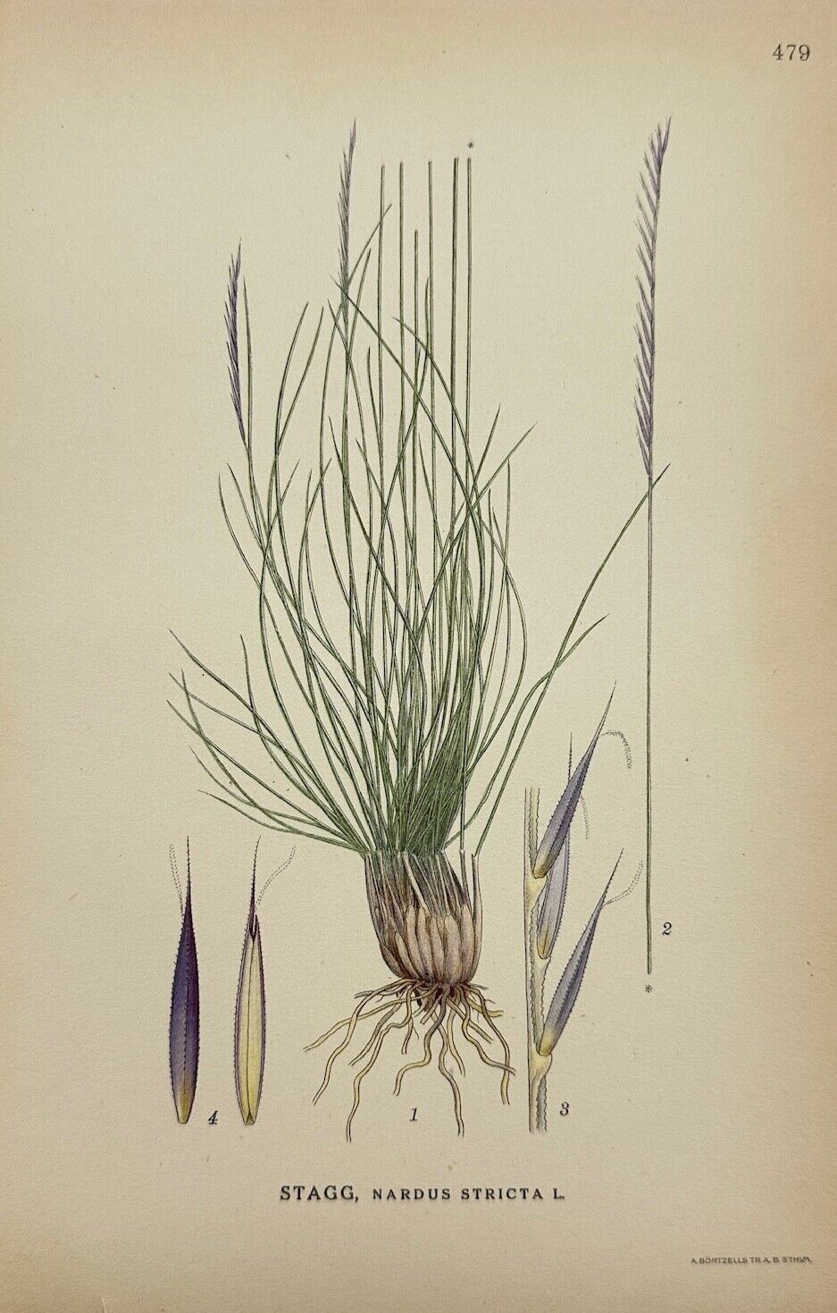 Antique Botanical Print - Carl Lindman - Mat-grass - Nardus Stricta - F4