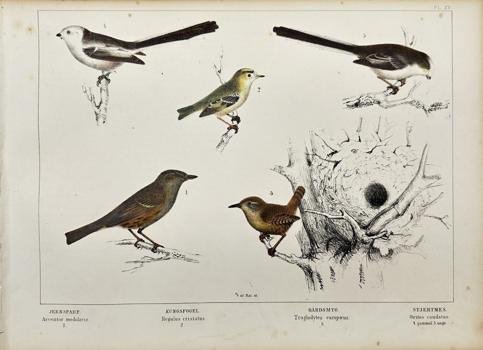 Antique Bird Print - Dunnock - Goldcrest - Wren - Long-tailed Tit - F5