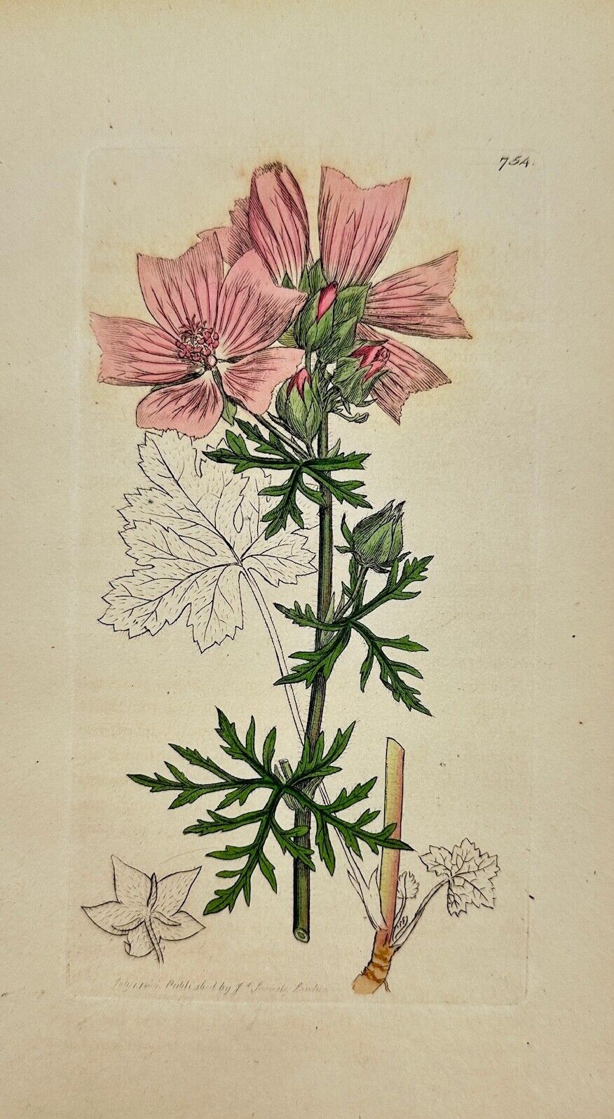 Antique Botanical Print - James Sowerby - Malva Moschata - Musk Mallow - F1