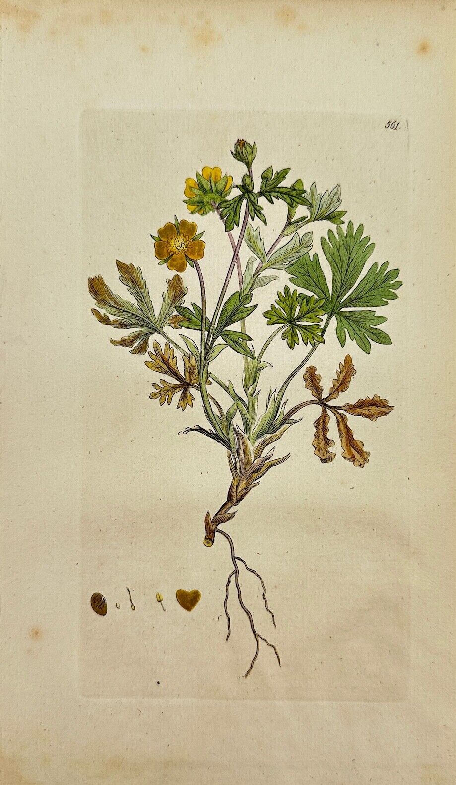 Antique Print - James Sowerby - Potentilla Aurea - Golden Cinquefoil - F1