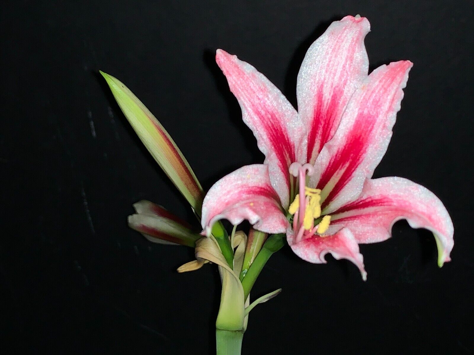 Hippeastrum breviflorum pink form - FS bulb 5 cm