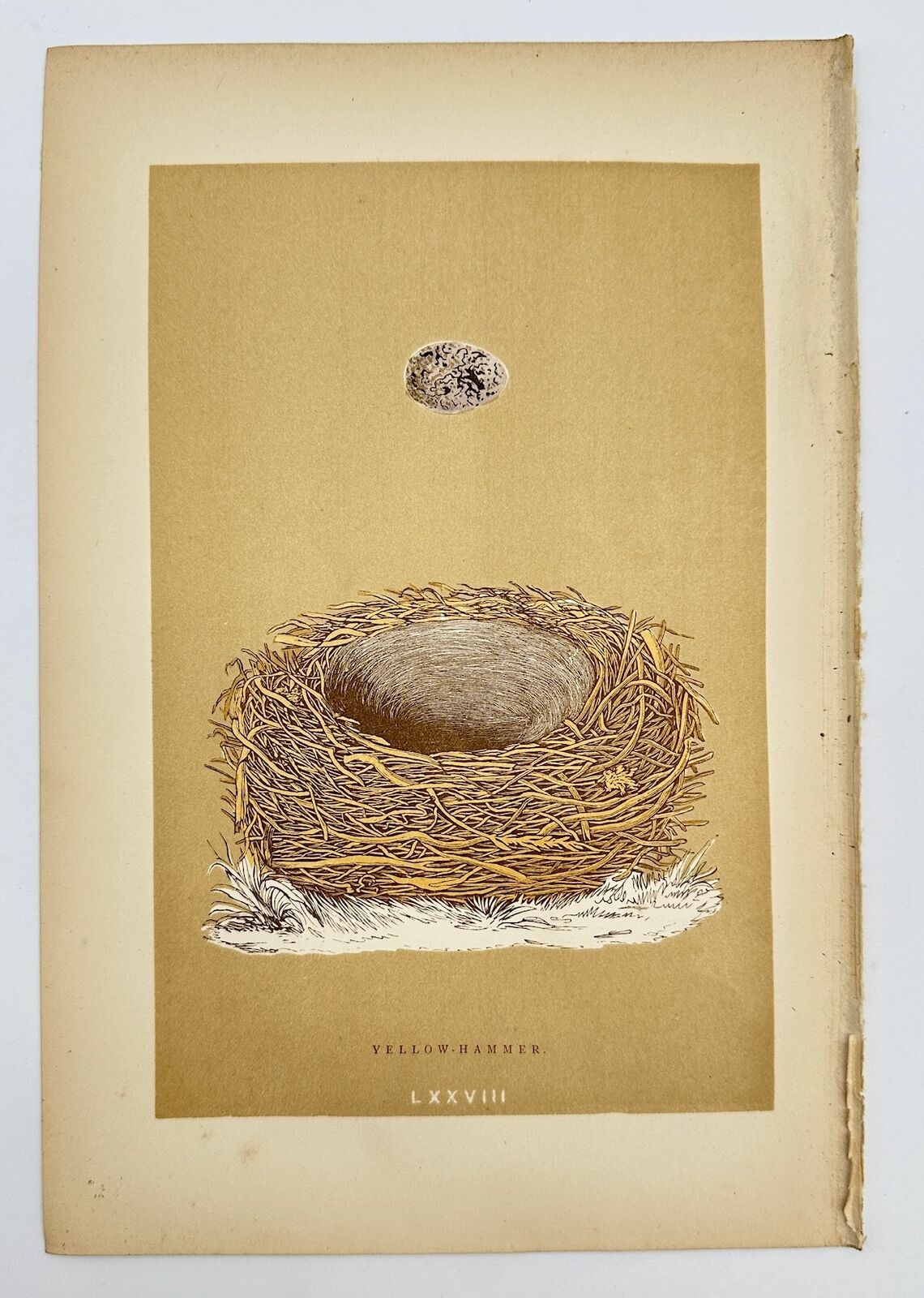 Antique Bird Egg Print - Morris - Yellowhammer - Emberiza Citrinella - F2