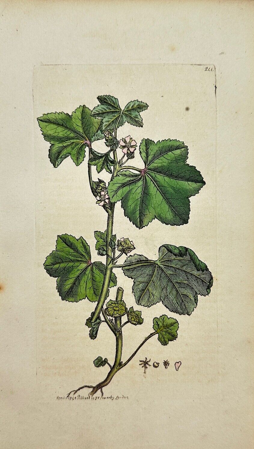 Antique Botanical Print - James Sowerby - Malva Pusilla - Small Mallow - F1