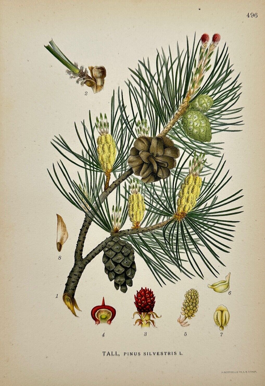 Antique Botanical Print - Carl Lindman - Scots Pine - Pinus Sylvestris - F4