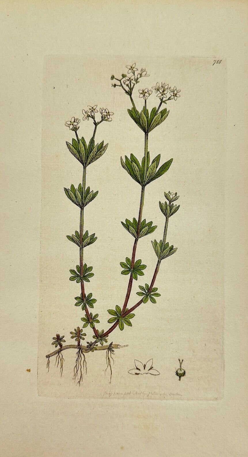 Antique Botanical Print - James Sowerby - Asperula Odorata - Woodruff - F1