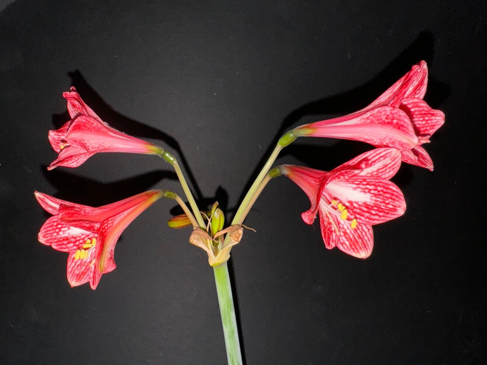 Hippeastrum incachacanum RED - 12  FRESH seeds