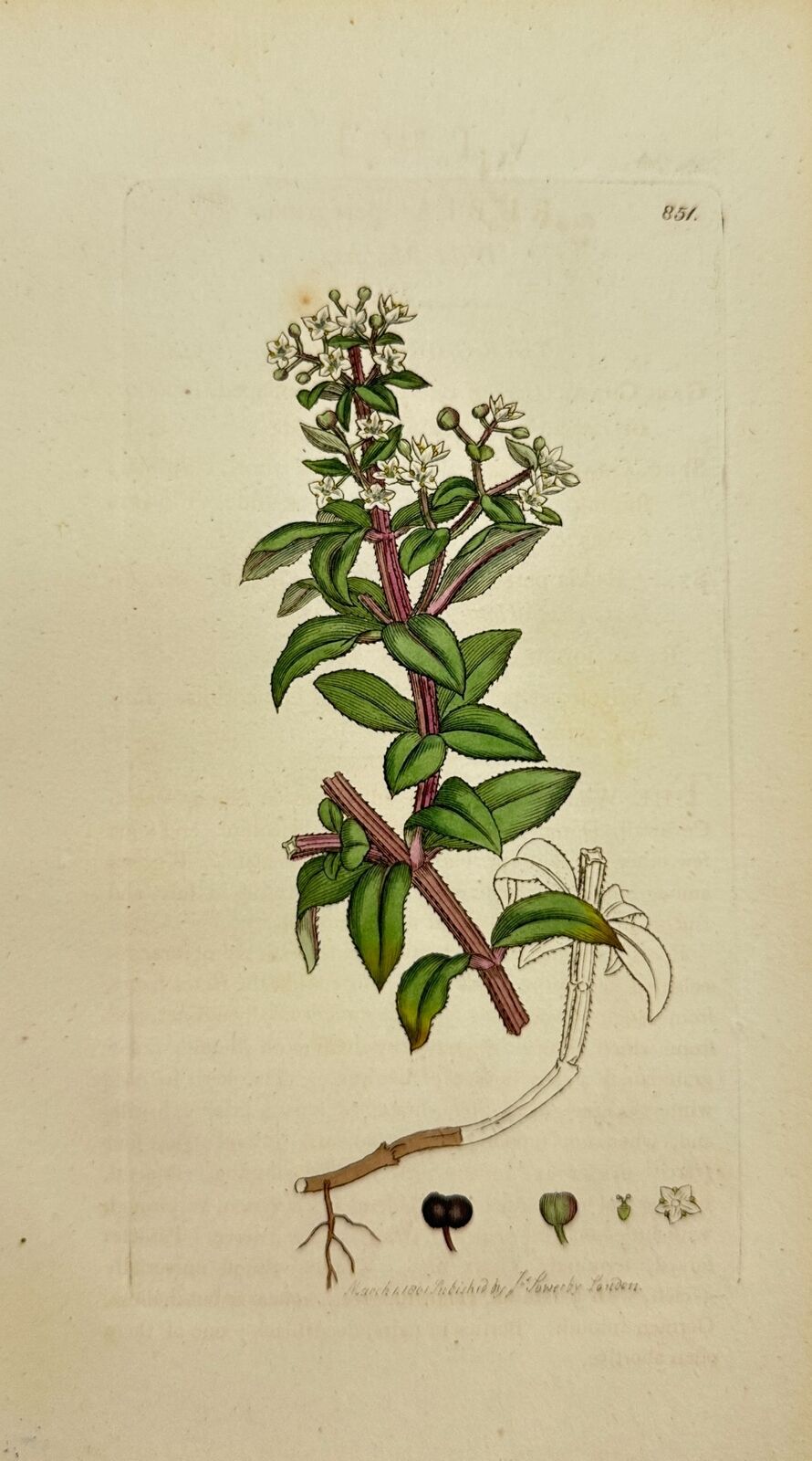 Antique Botanical Print - James Sowerby - Rubia Peregrina - Wild Madder - F1