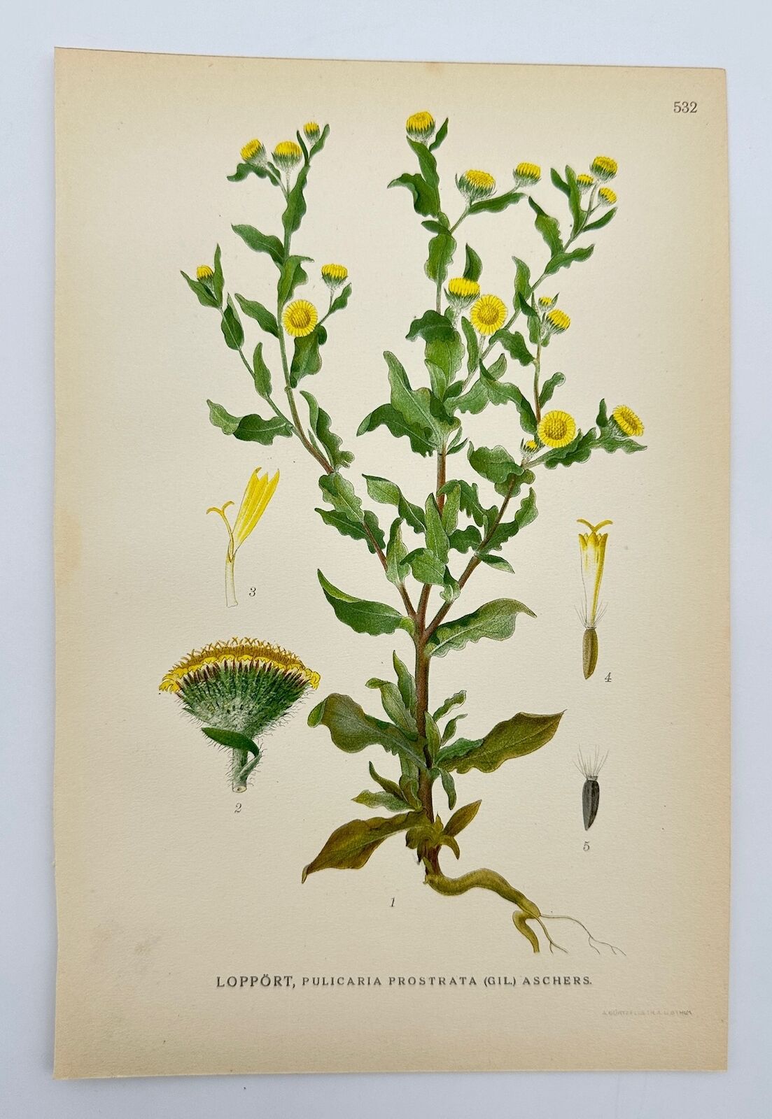 Antique Print - Carl Lindman - Prostrate Goldenrod - Pulicaria Prostrata - F4