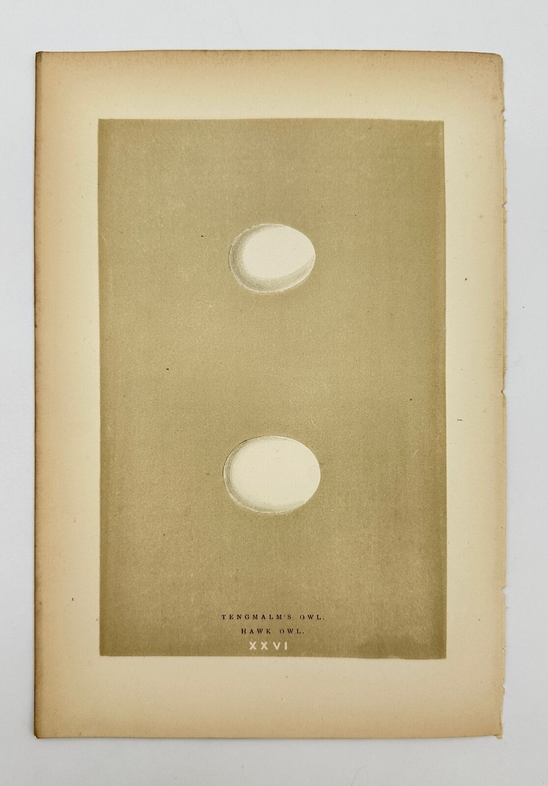 Antique Bird Egg Print - Francis Orpen Morris - Tengmalm's Owl - Hawk Owl - F2