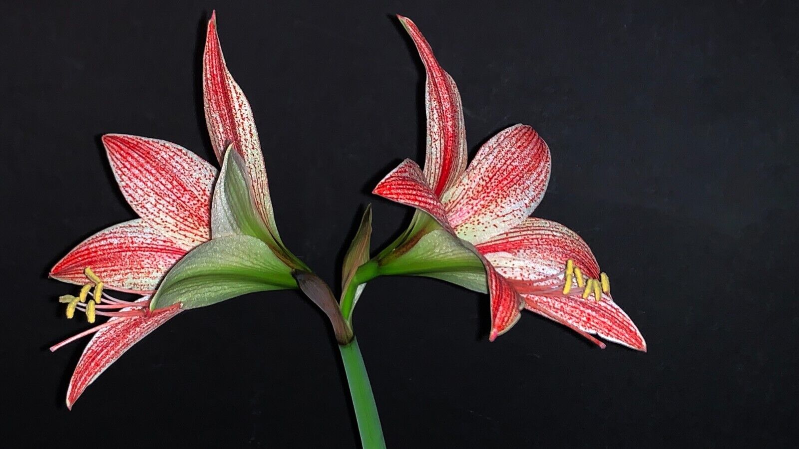 Hippeastrum lapacense - very rare species! 22 cm