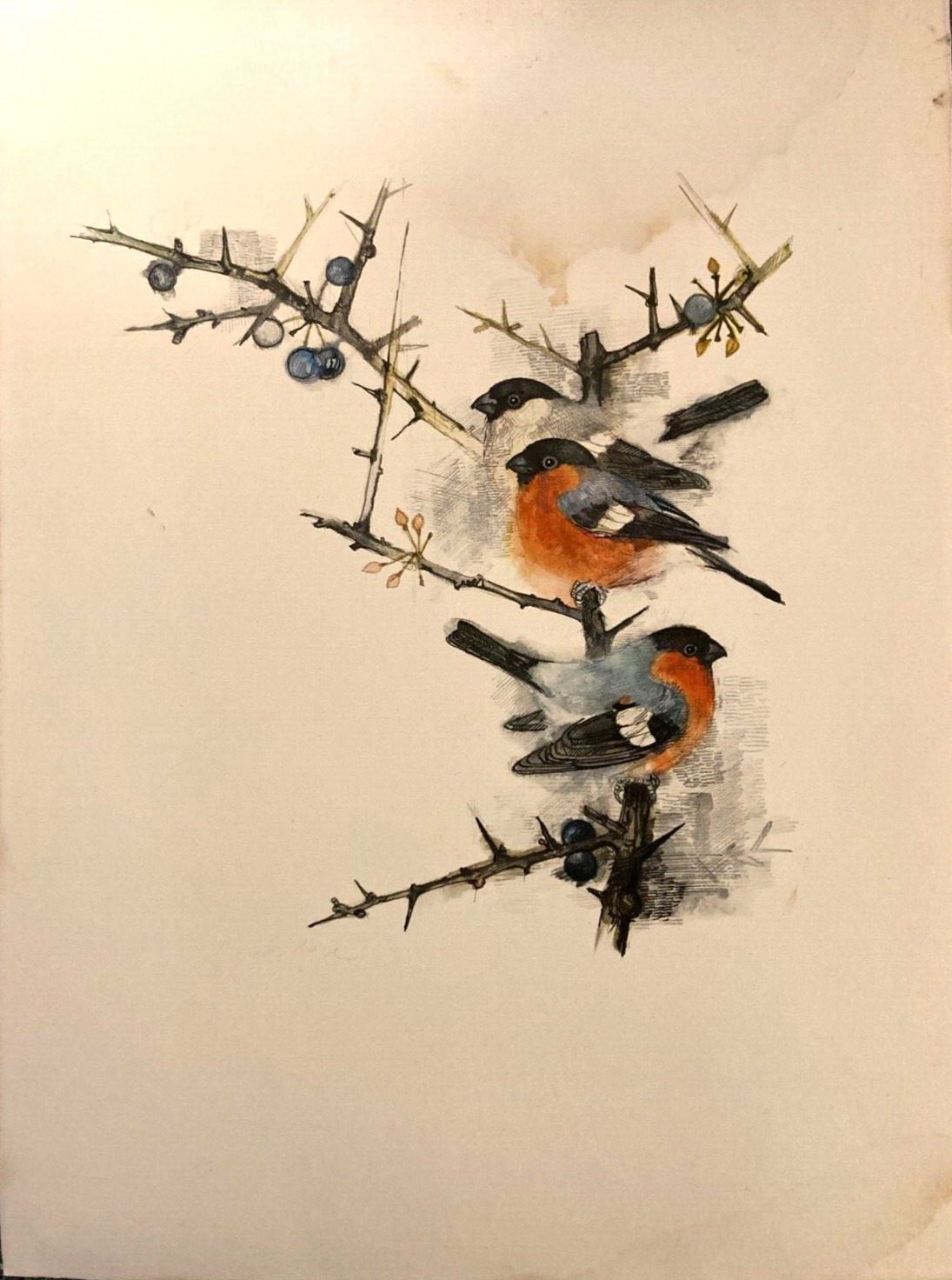 Watercolor Painting of Bullfinches on Branches Danish Unknown Artist 27x36cm