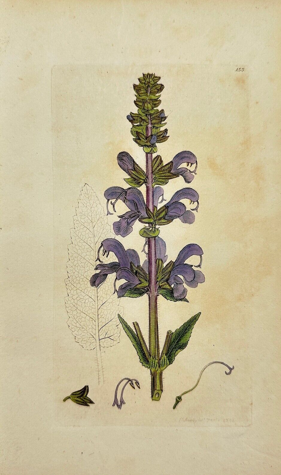 Antique Botanical Print - James Sowerby - Salvia Pratensis - Meadow Clary - F1