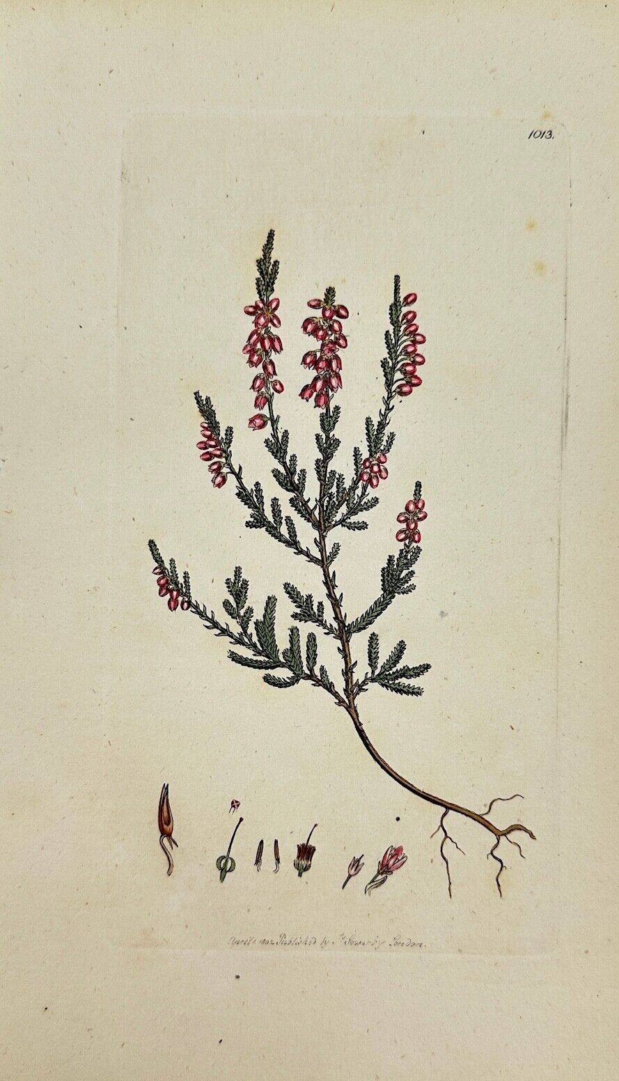 Antique Botanical Print - James Sowerby - Erica Vulgaris - Common Heather - F1