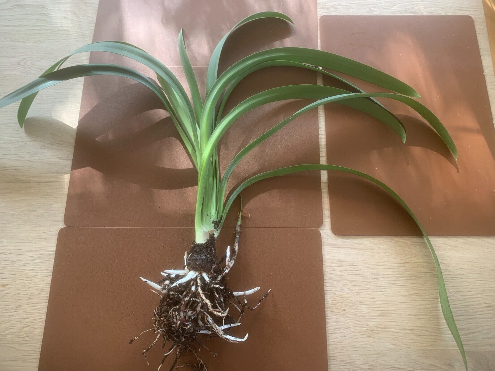 Hippeastrum verdianum - rare species! Near FS 47 cm + multiple offsets