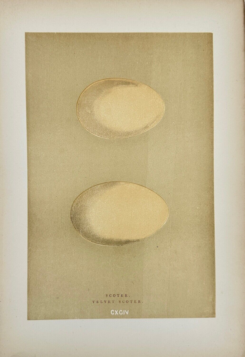Antique Bird Egg Print - Francis Orpen Morris - Scoter - Velvet Scoter - F2