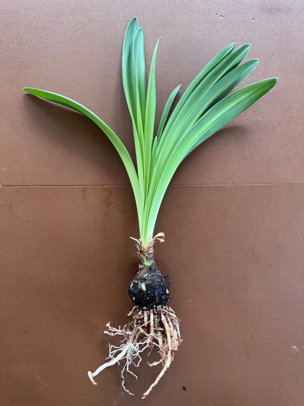 Hippeastrum breviflorum pink form - FS bulb 5 cm