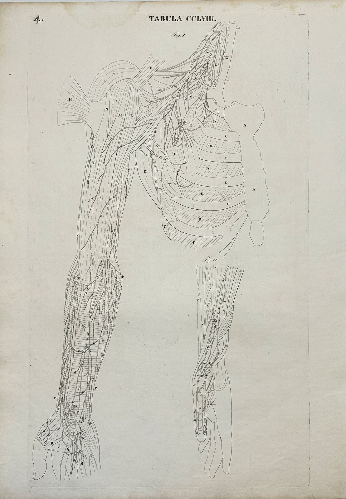 Antique Anatomy Print - Antonio Caldani - Hands and Rib - 1813 Year - F4