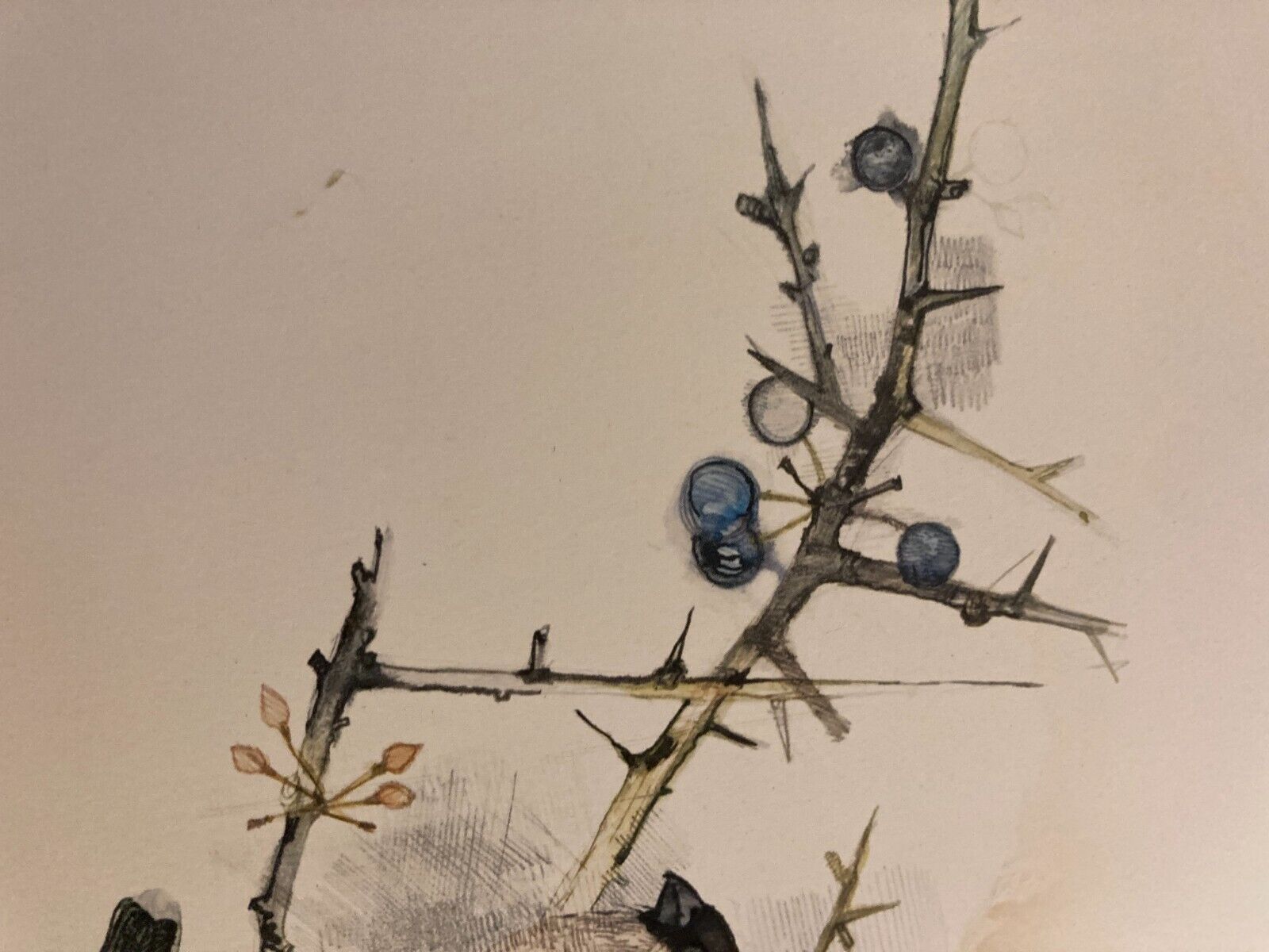 Watercolor Painting of Bullfinches on Branches Danish Unknown Artist 27x36cm