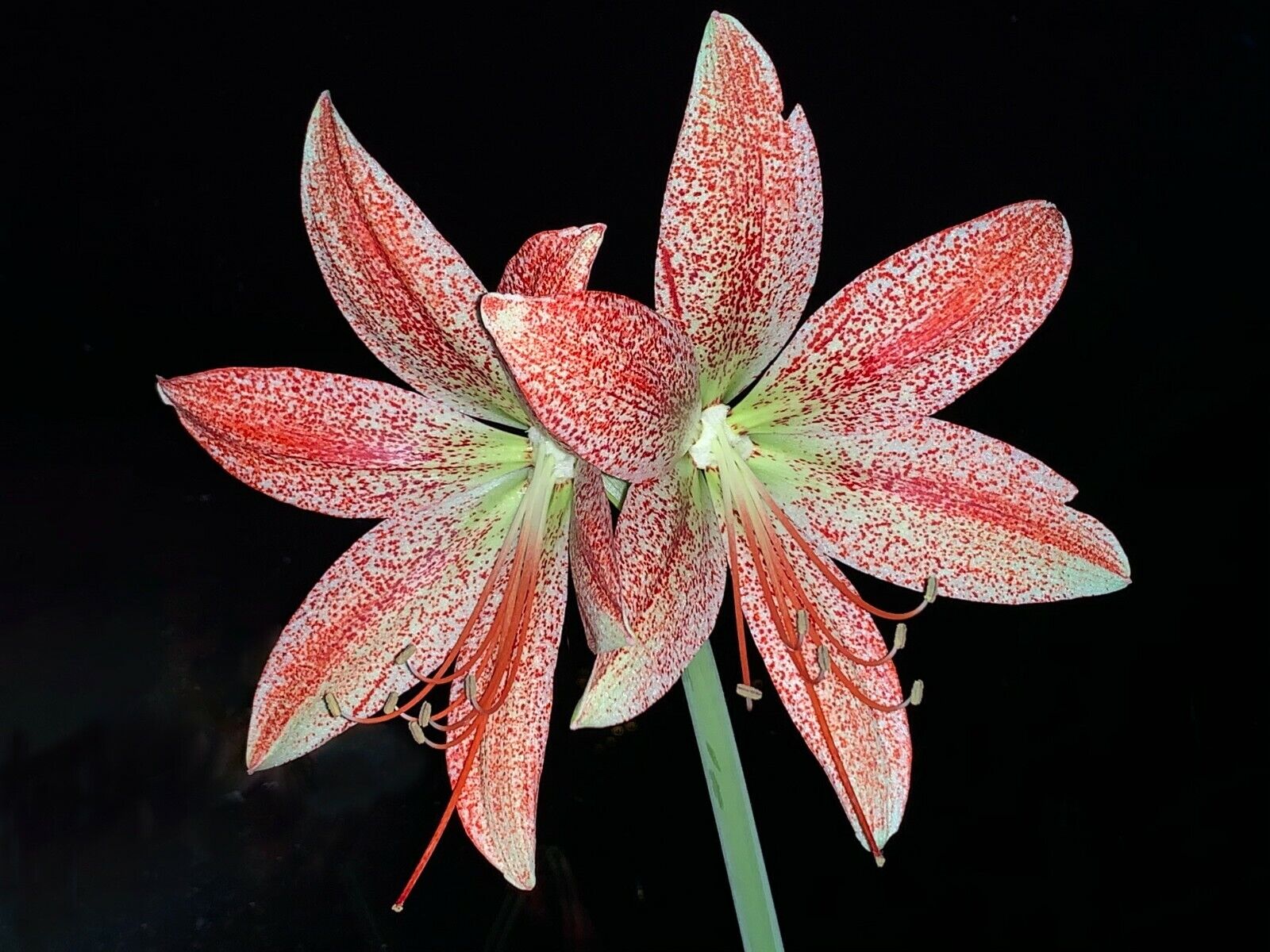 Hippeastrum pardinum - very rare species! 28 cm