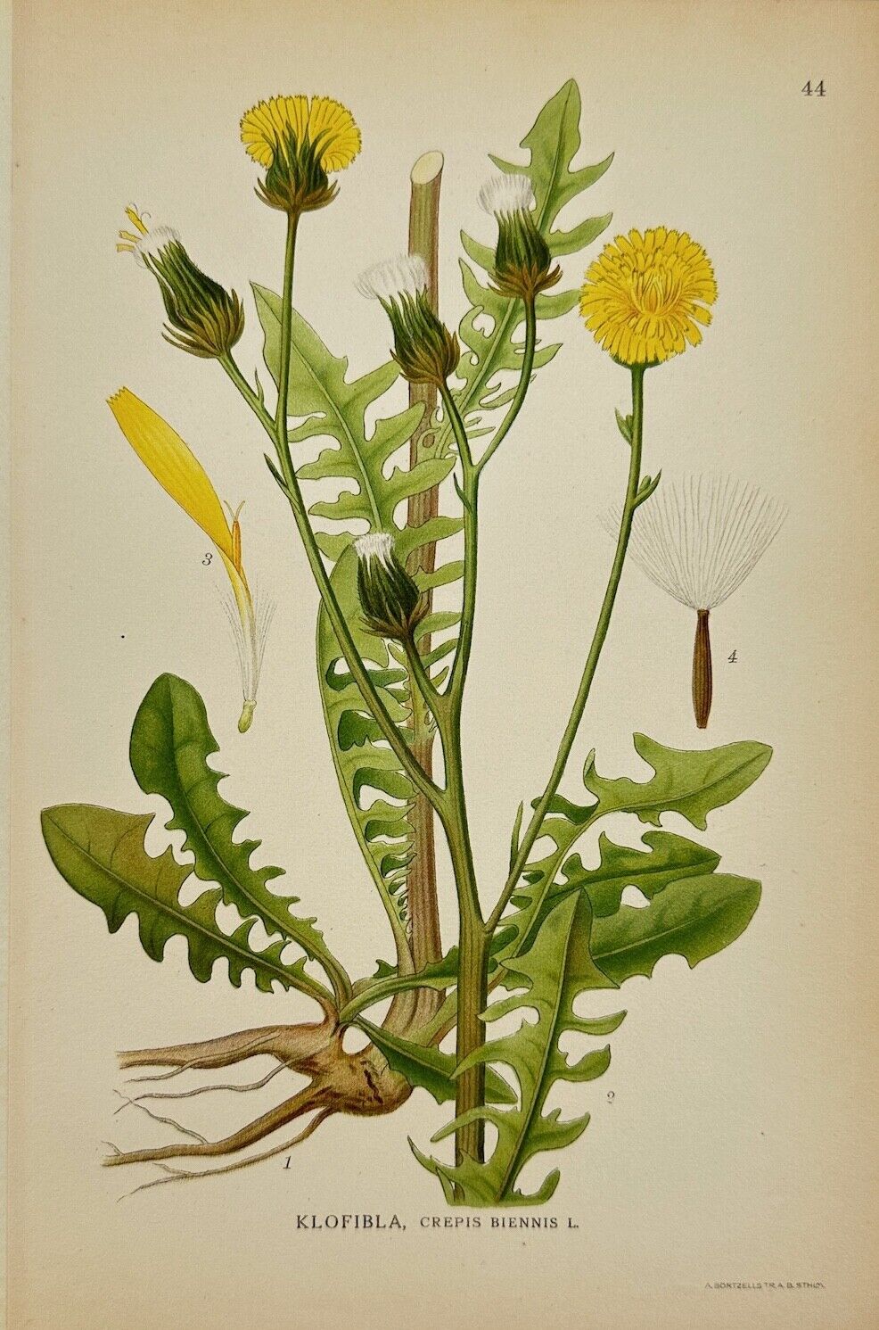 Antique Print - Carl Lindman - Rough Hawk's-beard - Crepis Biennis - F4