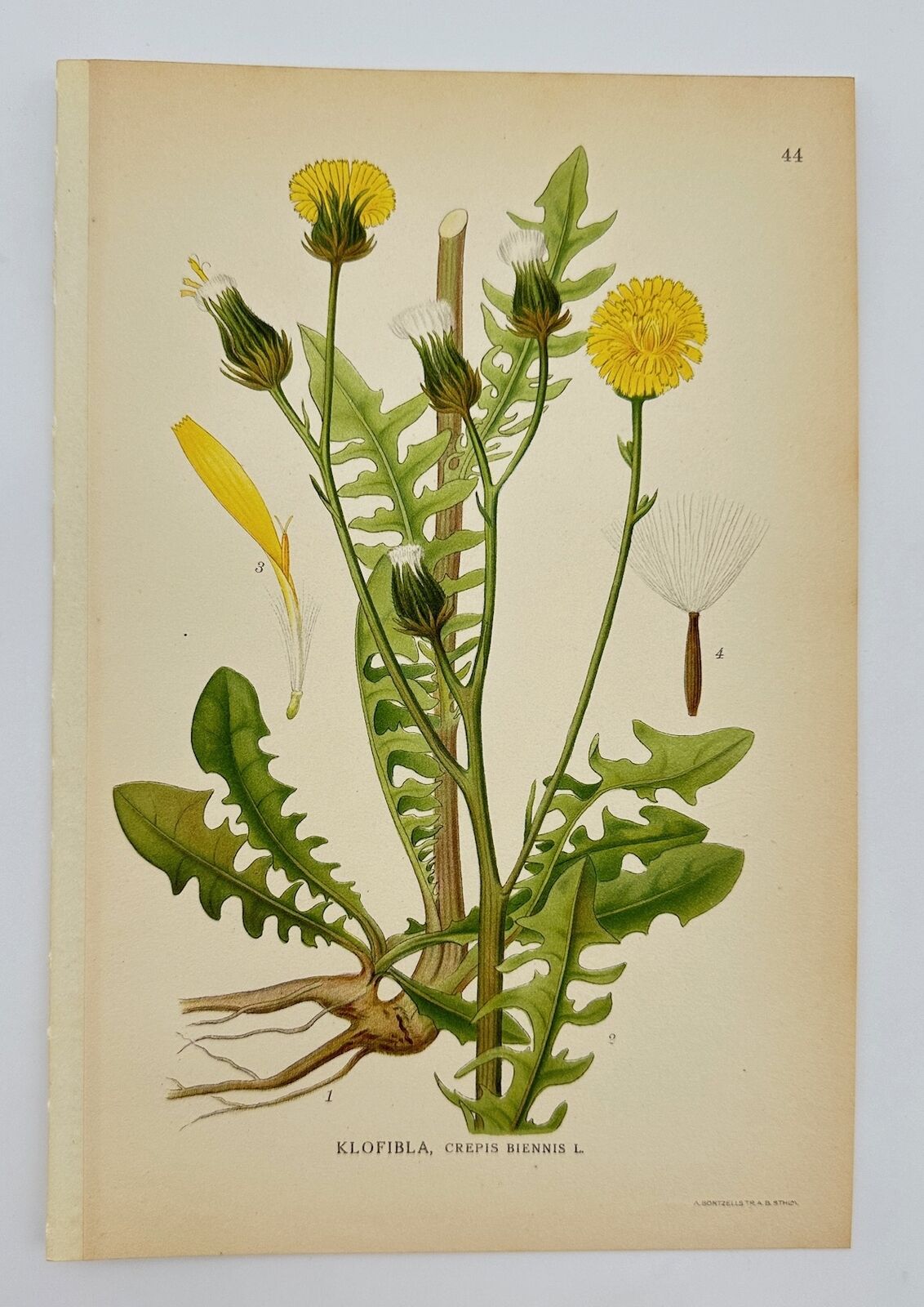 Antique Print - Carl Lindman - Rough Hawk's-beard - Crepis Biennis - F4