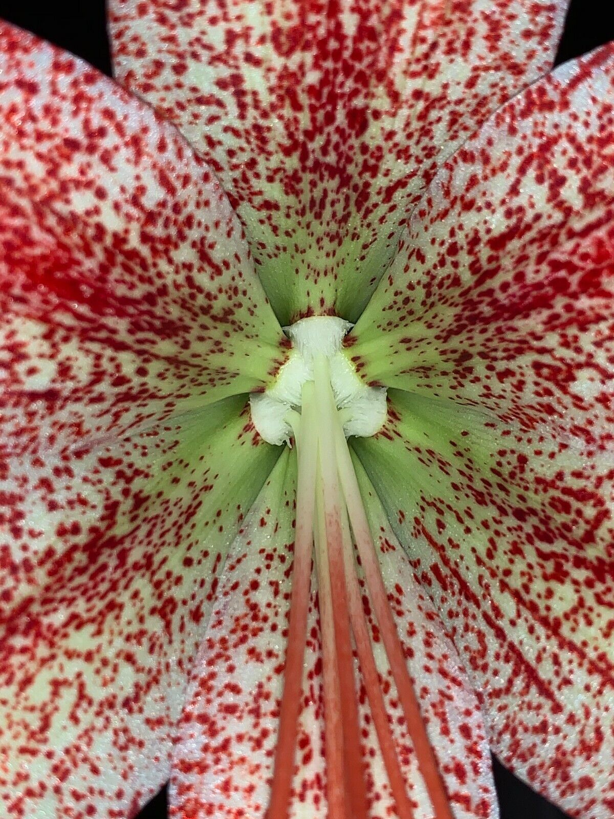 Hippeastrum pardinum - very rare species! 28 cm