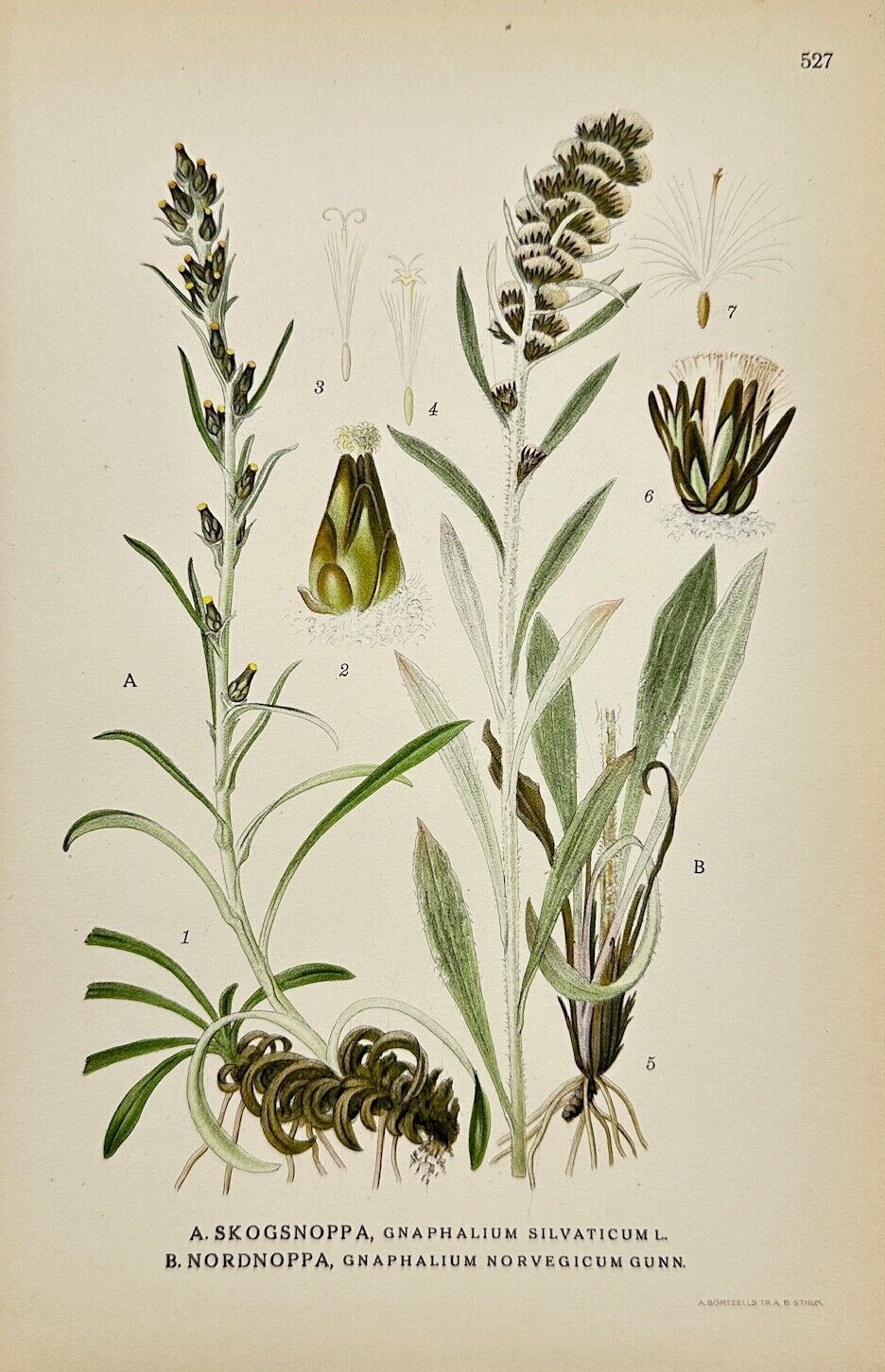 Antique Print - Carl Lindman - Woodland Cudweed and Norwegian Cudweed - F4