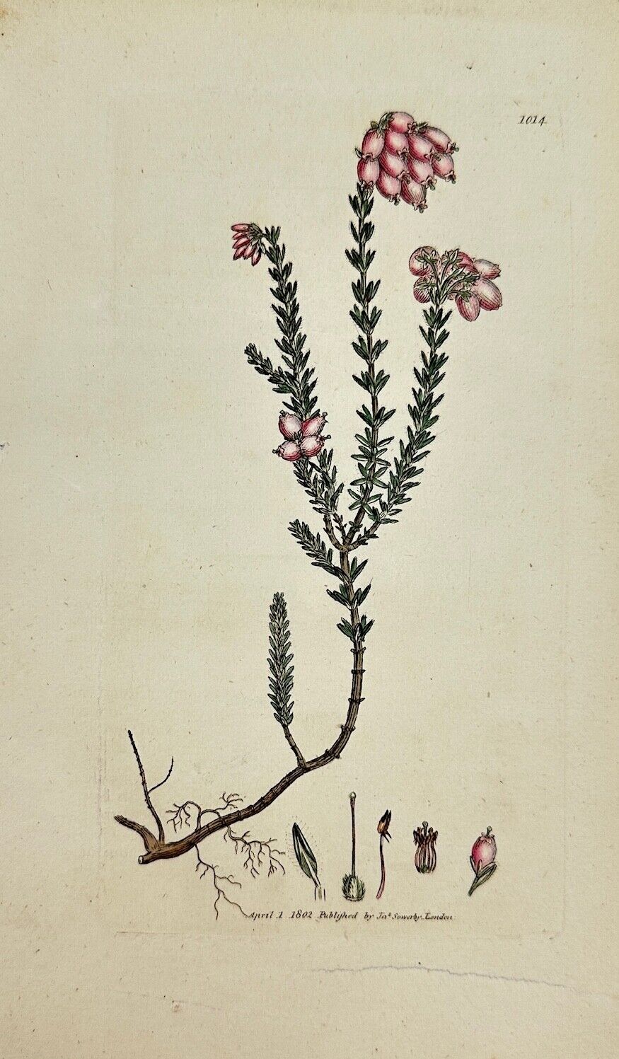 Antique Print - James Sowerby - Erica Tetralix - Cross-leaved Heath - F1