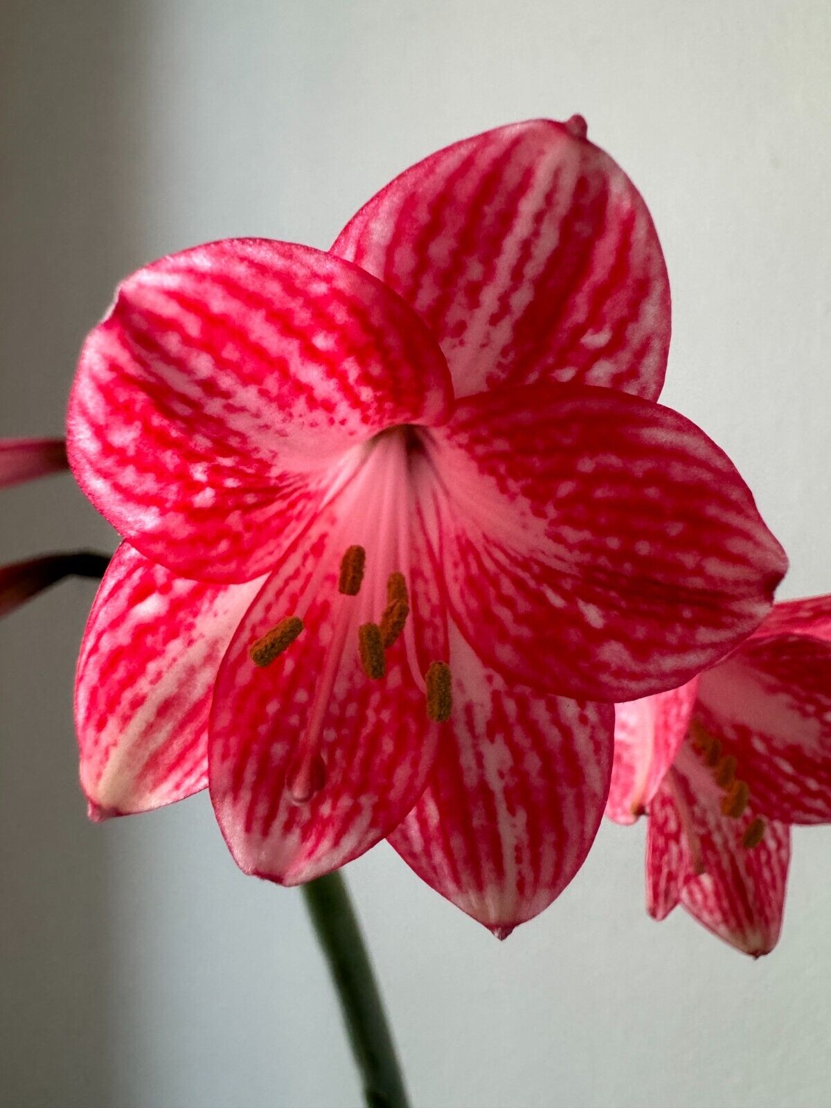 Hippeastrum incachacanum - extremely rare species! 37 cm offset - near FS